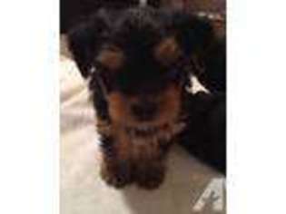Basenji Puppy for sale in WILLIAMSBURG, VA, USA