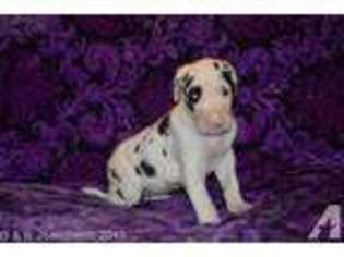 Great Dane Puppy for sale in SOUTH RANGE, WI, USA