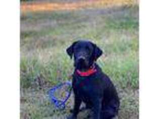 Labrador Retriever Puppy for sale in Water Valley, MS, USA