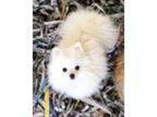 Pomeranian Puppy for sale in Deland, FL, USA