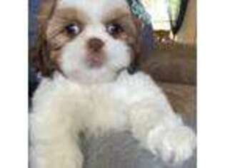 Mutt Puppy for sale in Minco, OK, USA