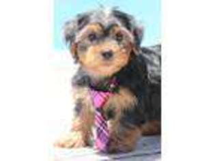 Yorkshire Terrier Puppy for sale in Center Ridge, AR, USA