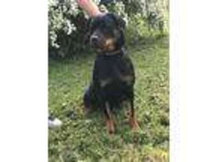 Rottweiler Puppy for sale in Pickering, MO, USA