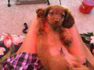Dachshund Puppy for sale in Checotah, OK, USA