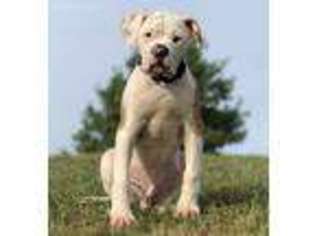 American Bulldog Puppy for sale in Dallas, TX, USA