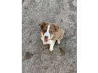 Australian Shepherd Puppy for sale in De Graff, OH, USA