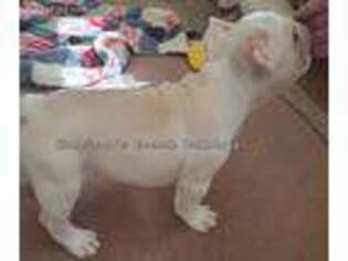 French Bulldog Puppy for sale in Plato, MO, USA