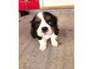 Cavalier King Charles Spaniel Puppy for sale in Goodyear, AZ, USA