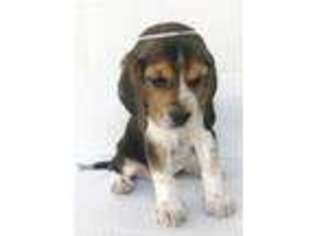 Beagle Puppy for sale in Spring, TX, USA