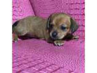 Dachshund Puppy for sale in Springfield, OR, USA