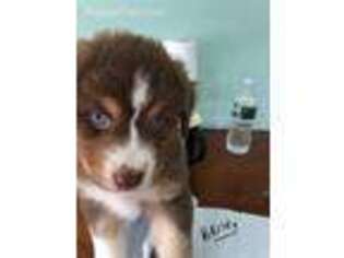 Australian Shepherd Puppy for sale in Duxbury, MA, USA