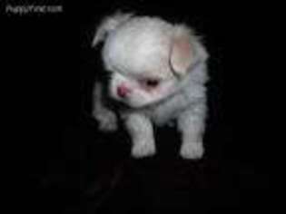 Mutt Puppy for sale in Daleville, AL, USA