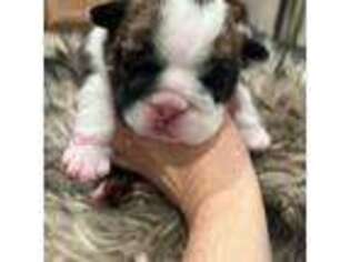 Bulldog Puppy for sale in West Decatur, PA, USA
