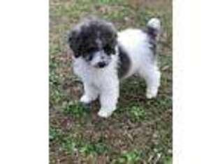 Mutt Puppy for sale in Taylors, SC, USA