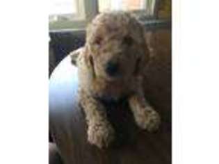 Goldendoodle Puppy for sale in Convoy, OH, USA