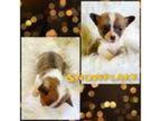Pembroke Welsh Corgi Puppy for sale in Aurora, MO, USA