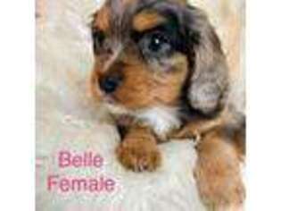 Cavalier King Charles Spaniel Puppy for sale in Scio, OR, USA