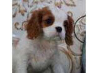 Cavalier King Charles Spaniel Puppy for sale in Unknown, , USA