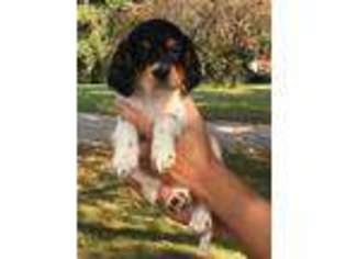 English Setter Puppy for sale in Sheridan, MI, USA
