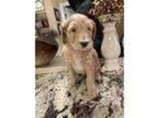 Goldendoodle Puppy for sale in Yorktown, VA, USA