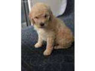 Labradoodle Puppy for sale in Harrison, AR, USA