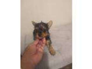 Yorkshire Terrier Puppy for sale in Brooklyn, MD, USA