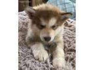 Alaskan Malamute Puppy for sale in Pine, AZ, USA