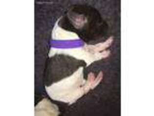 German Shorthaired Pointer Puppy for sale in Fredericksburg, VA, USA