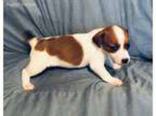 Jack Russell Terrier Puppy for sale in Elkin, NC, USA