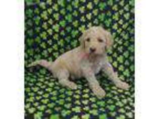 Goldendoodle Puppy for sale in Zanesville, OH, USA