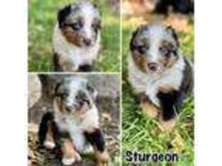 Miniature Australian Shepherd Puppy for sale in Lincoln, CA, USA
