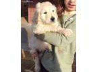 Goldendoodle Puppy for sale in Mangum, OK, USA