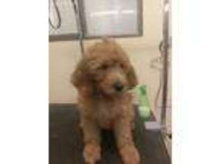 Goldendoodle Puppy for sale in Sprague River, OR, USA