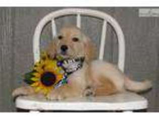 Goldendoodle Puppy for sale in Greensboro, NC, USA