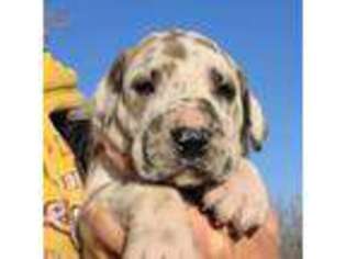 Great Dane Puppy for sale in Blue Earth, MN, USA
