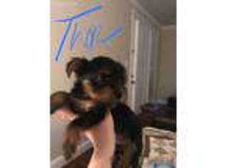 Yorkshire Terrier Puppy for sale in Prosper, TX, USA