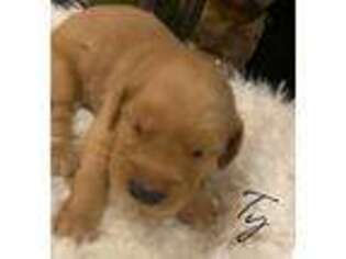 Golden Retriever Puppy for sale in Greenbrier, AR, USA