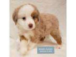 Miniature Australian Shepherd Puppy for sale in Merced, CA, USA