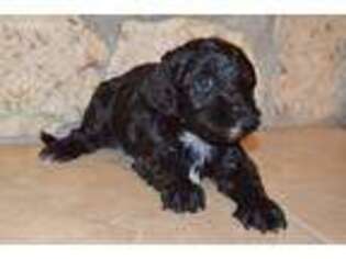 Cavapoo Puppy for sale in Abilene, KS, USA