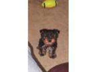 Yorkshire Terrier Puppy for sale in Mechanicsville, MD, USA