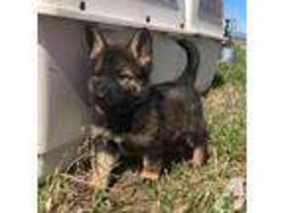 German Shepherd Dog Puppy for sale in FRANKTOWN, CO, USA
