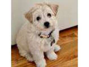 Maltese Puppy for sale in Iselin, NJ, USA