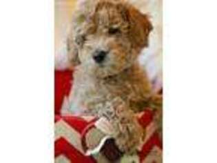 Goldendoodle Puppy for sale in New Albany, OH, USA