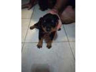Medium Photo #1 Rottweiler Puppy For Sale in Wood River, IL, USA