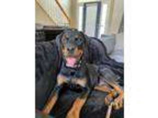 Rottweiler Puppy for sale in Mooresville, NC, USA