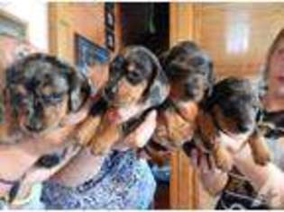 Dachshund Puppy for sale in OGDENSBURG, WI, USA