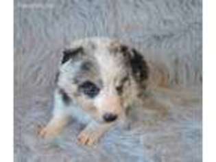 Shetland Sheepdog Puppy for sale in Grovespring, MO, USA