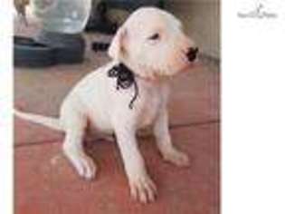 Dogo Argentino Puppy for sale in Las Vegas, NV, USA