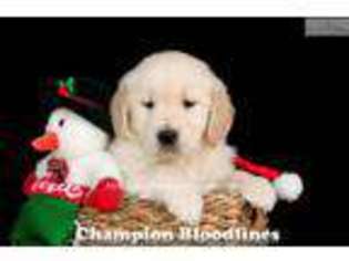 Golden Retriever Puppy for sale in Canton, OH, USA