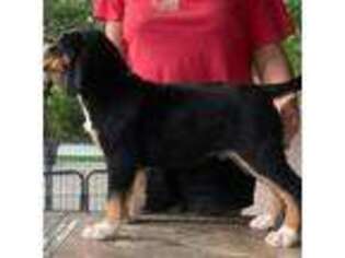 Greater Swiss Mountain Dog Puppy for sale in Philpot, KY, USA